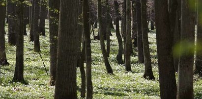 Nauczyciel zamieszkał w lesie, by rozmyślać pośród zieleni