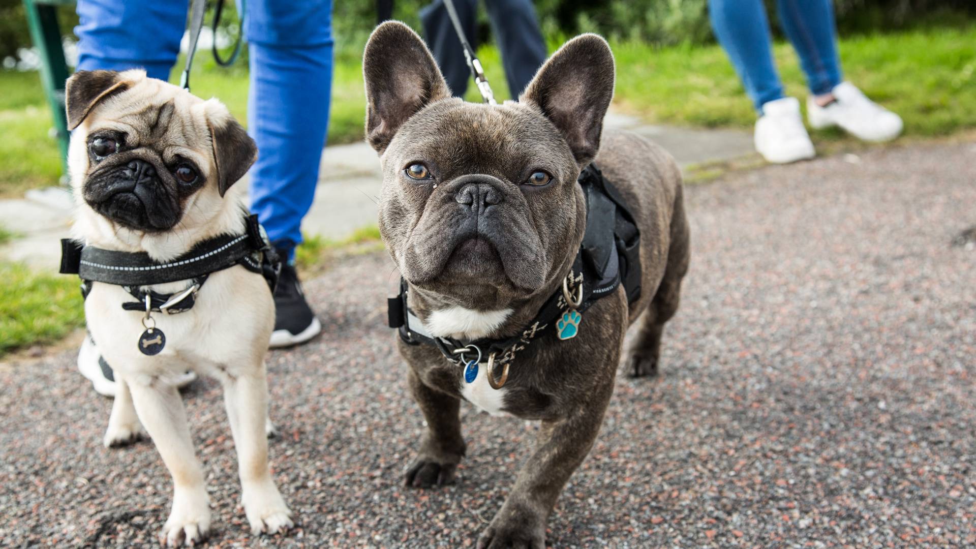 Buldożki i mopsy mają za krótkie pyski i chorują. Weterynarka chce to