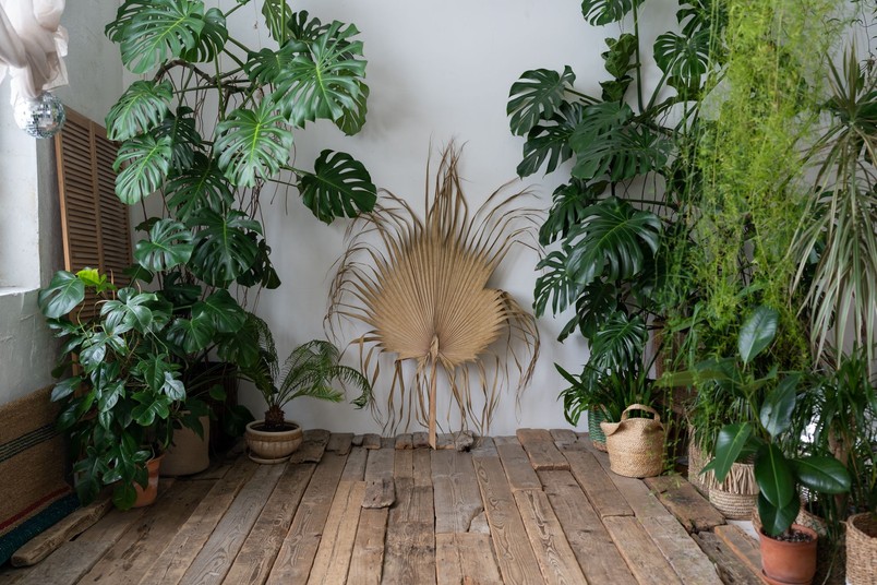 Czy Monstera oczyszcza powietrze?