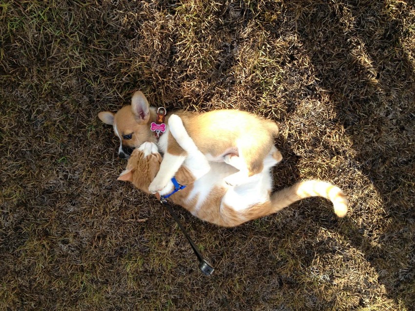 Toliko su nerazdvojni da čak spavaju zajedno