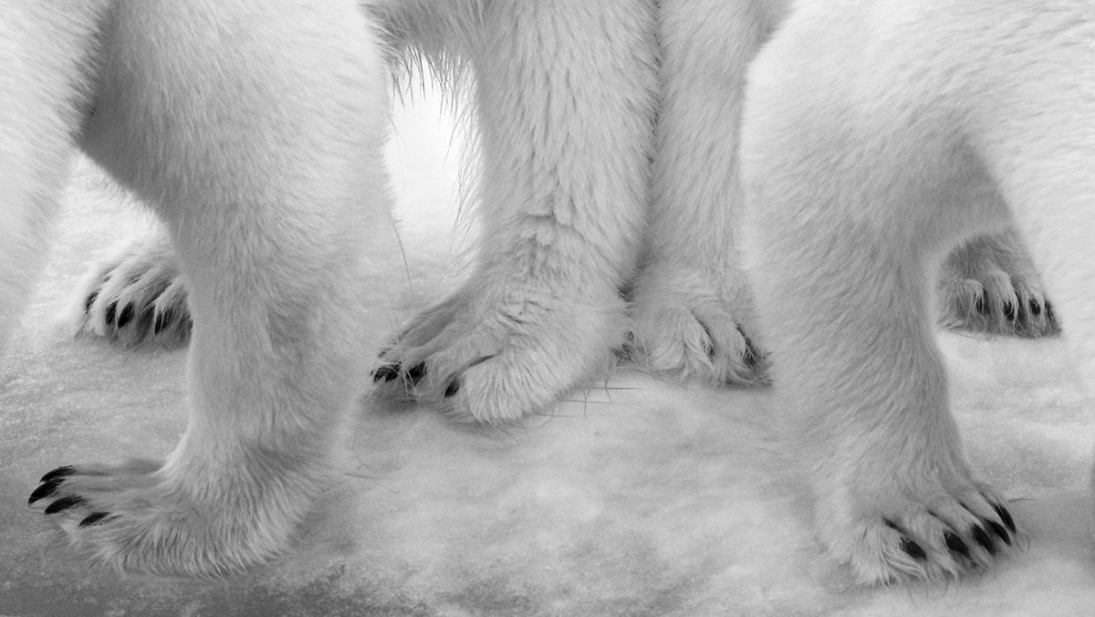 Polar pas de deux © Eilo Elvinger - Wildlife Photographer of the Year 2017