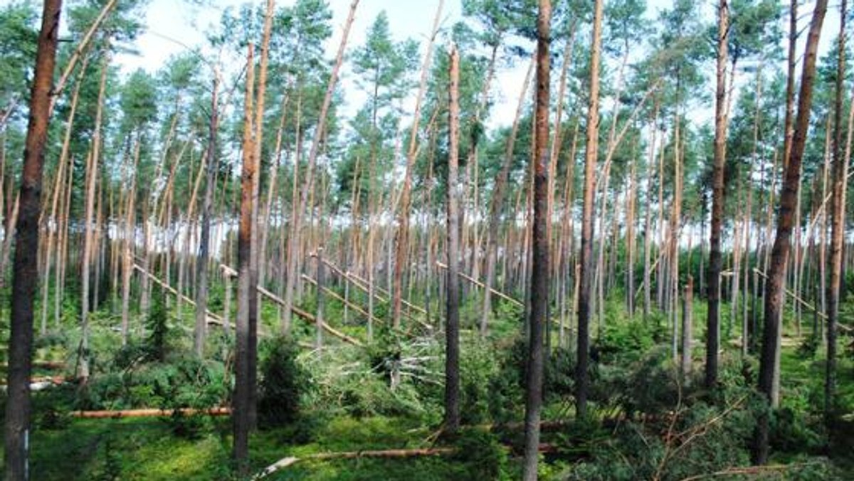 Słowik, Bilcza i Niewachlów - w tych trzech leśnictwach wciąż obowiązuje zakaz wstęp do lasu. Powodem są duże zniszczenia, jakie na tych terenach wyrządziły czerwcowe i lipcowe nawałnice. Leśnicy cały czas usuwają powalone i złamane drzewa.