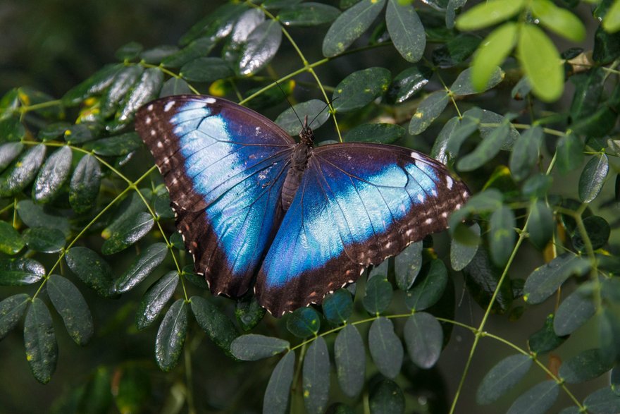 Motyl z gatunku Morpho peleides