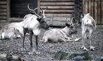 Ci mieszkańcy wrocławskiego zoo czekali na bestię ze Wschodu!