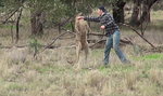 Pobił się z kangurem, bo bronił swojego psa!