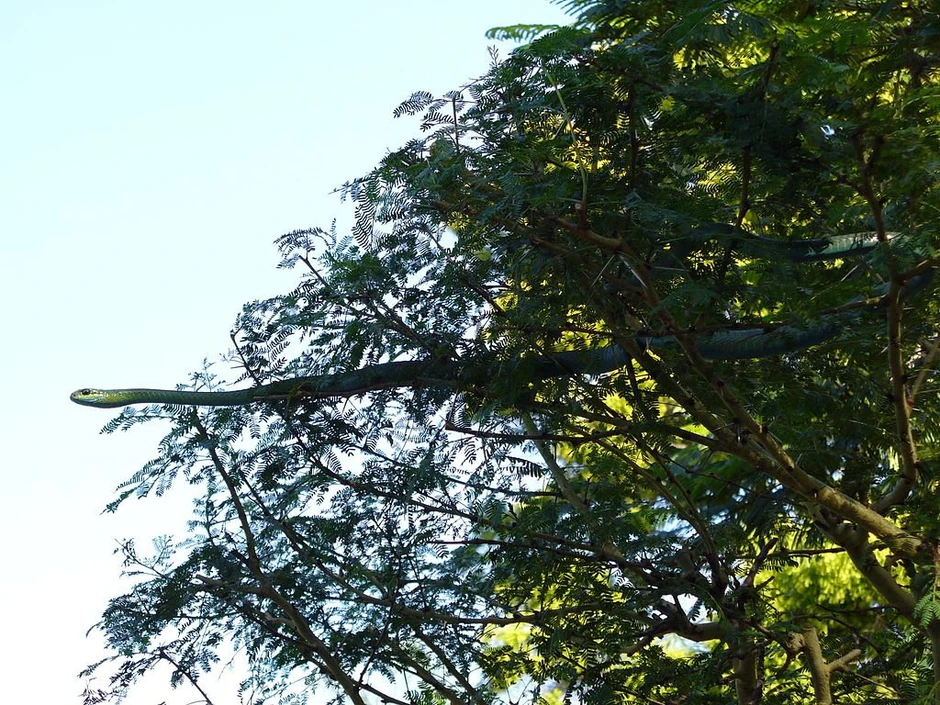 Miroljubiva dok je ne iziritiraju