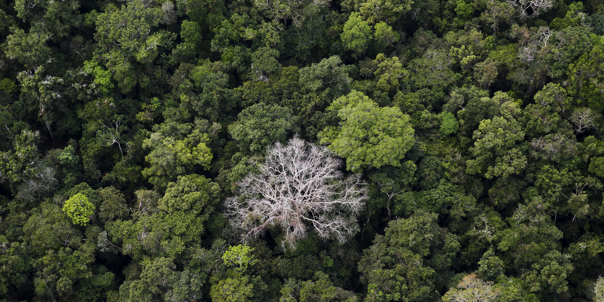 An aerial view of the Amazon rainforest at the Bom Futuro National Forest near Rio Pardo in Porto Velho, Rondonia State, Brazil.
