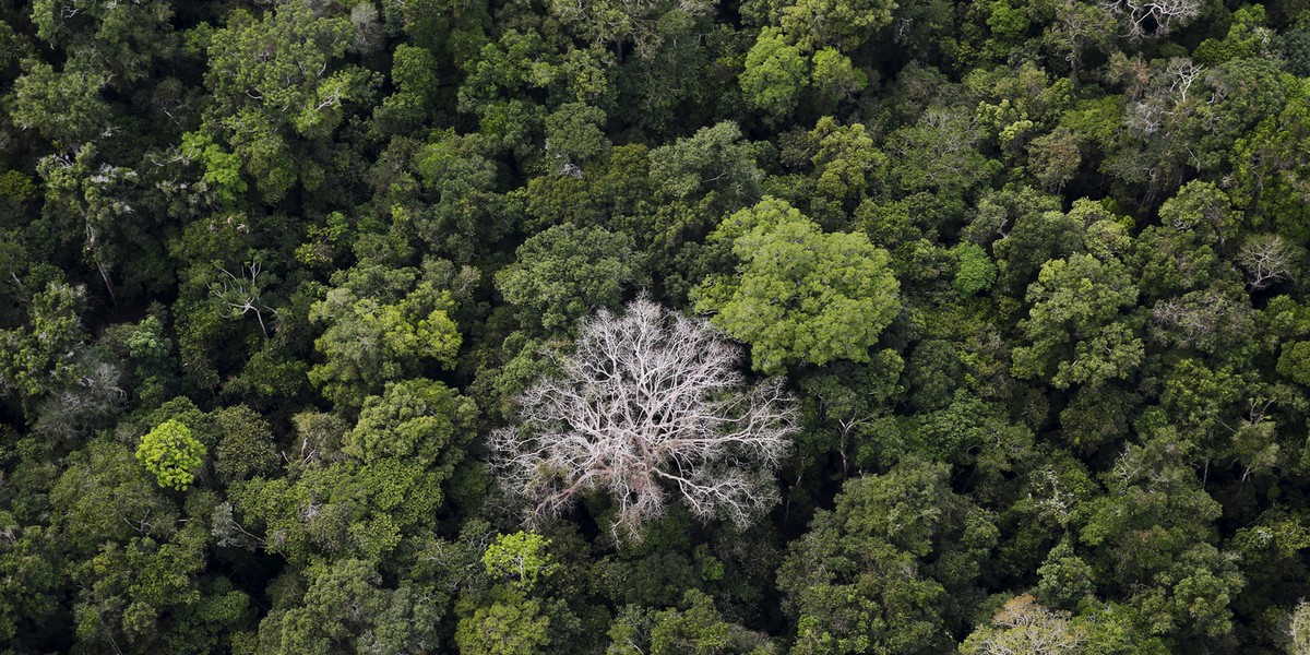 An aerial view of the Amazon rainforest at the Bom Futuro National Forest near Rio Pardo in Porto Velho, Rondonia State, Brazil.