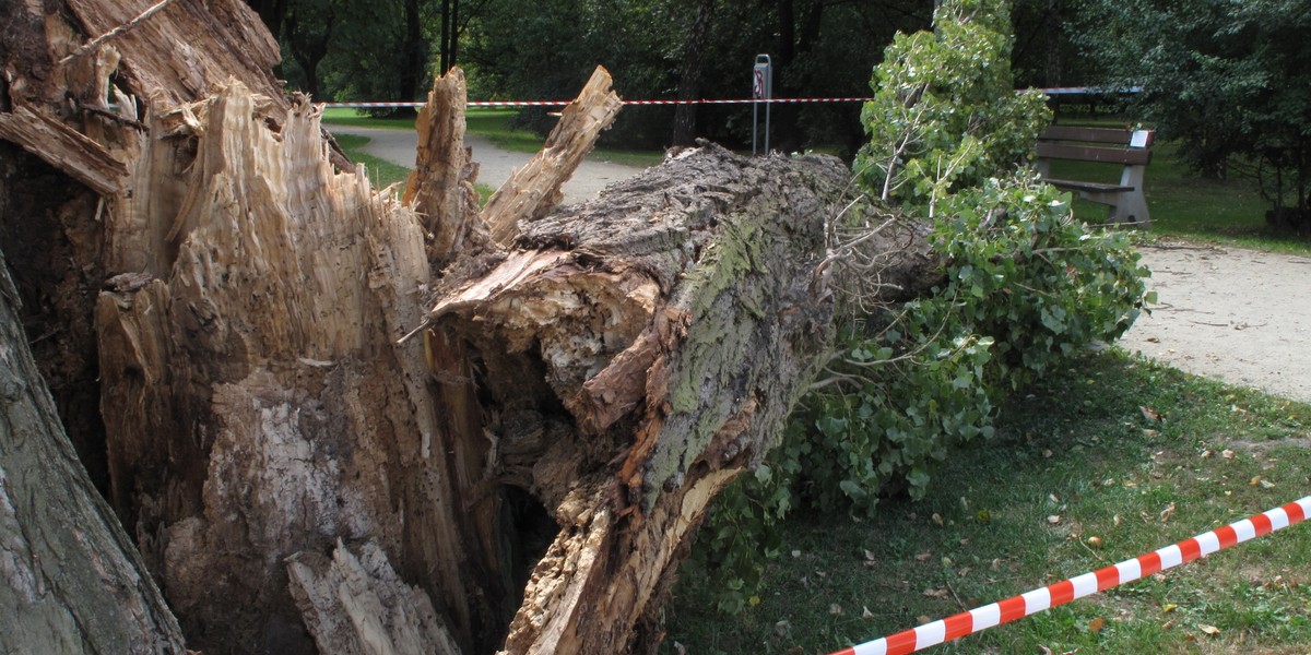 Miejsce gdzie zginęła dziewczyna przygnieciona konarem