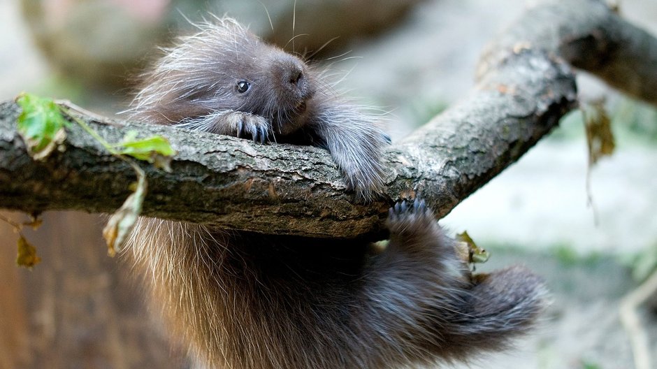 Nowy mieszkaniec krakowskiego ZOO