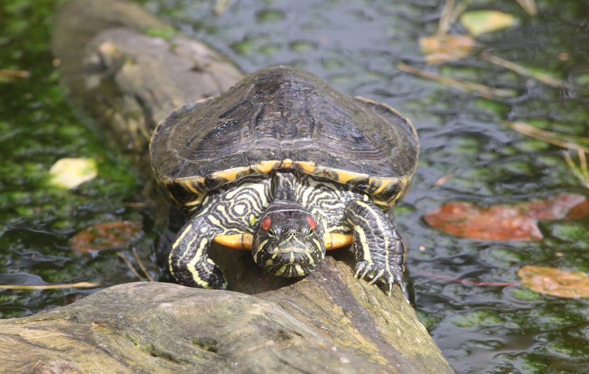 ZOO uśpiło żółwie