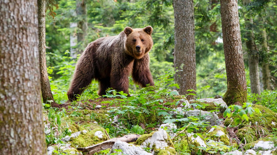 Co zrobić, gdy spotkamy niedźwiedzia i jak tego uniknąć?