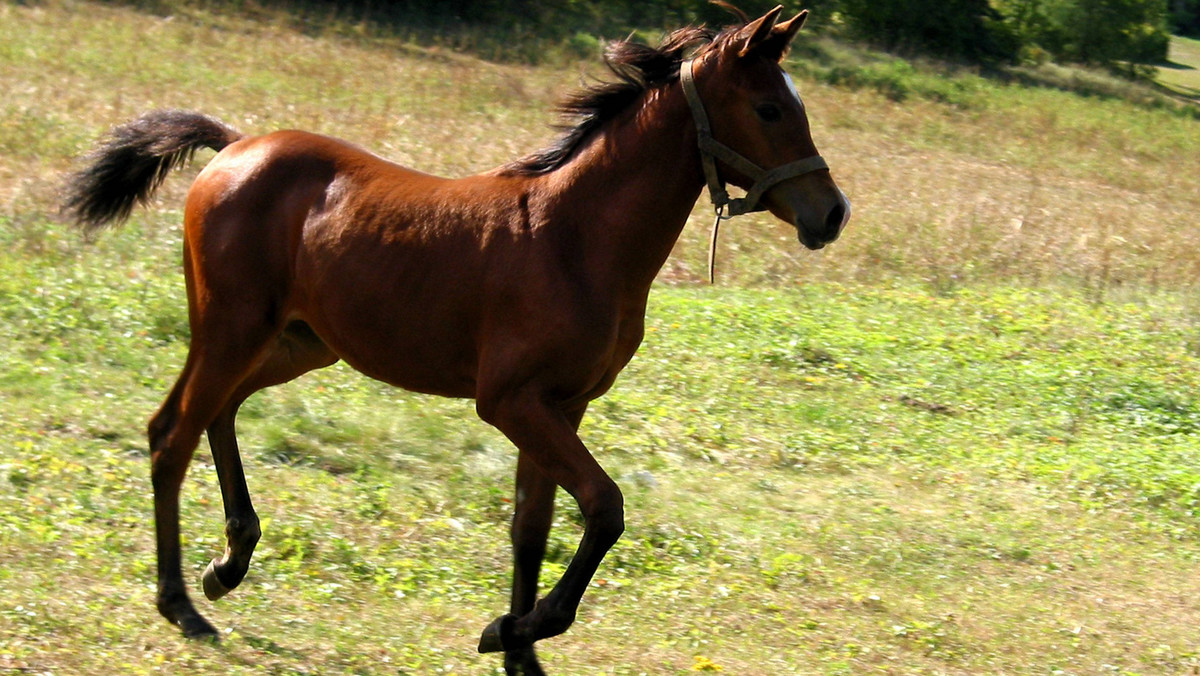 Fundacja Pegasus uratowała od śmierci ponad 170 koni, a obecnie 91 z nich przebywa w fundacyjnych przytuliskach. Teraz zbiera pieniądze na ich wyżywienie. Zakup siana, słomy i owsa to w okresie zimowym bardzo duży wydatek. Bieżące koszty utrzymania koni wzrosły do 50 tys. zł miesięcznie.
