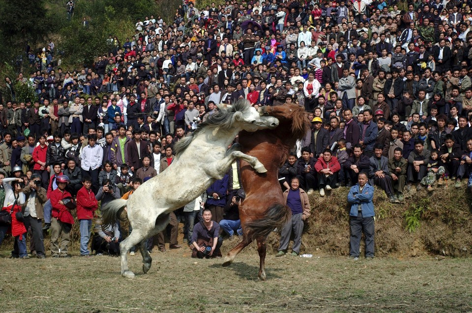 CHINA LUNAR NEW YEAR HORSES FIGHT