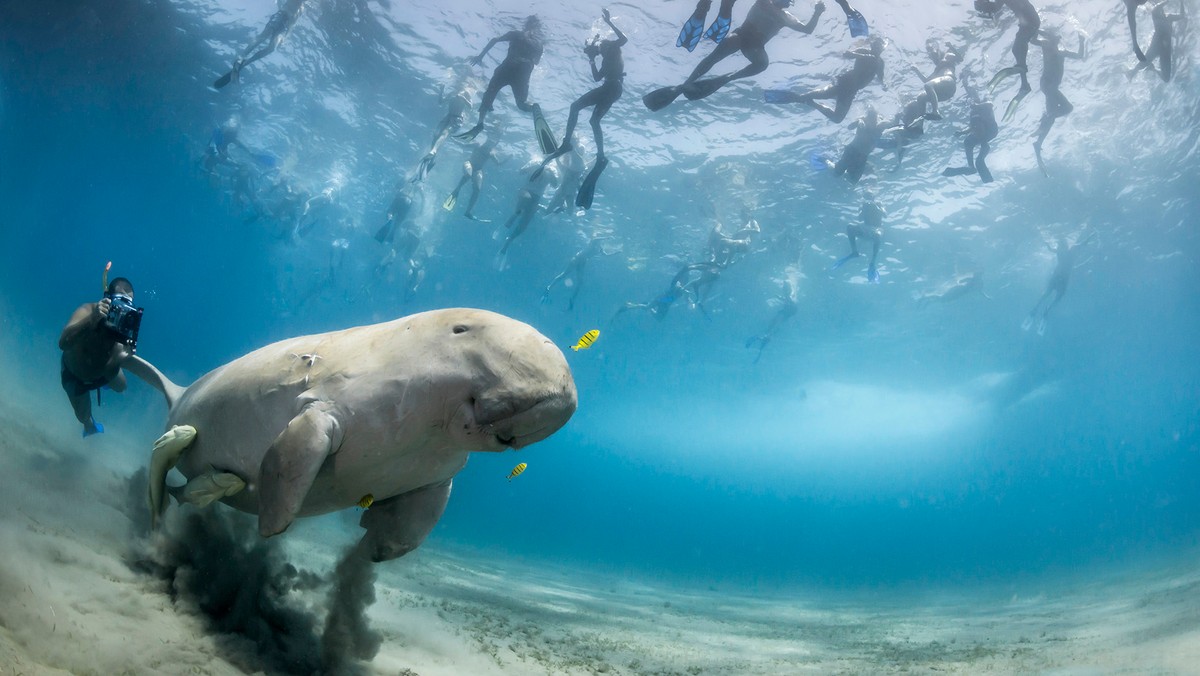 26_Douglas Seifert (USA)-The pull of a dugong