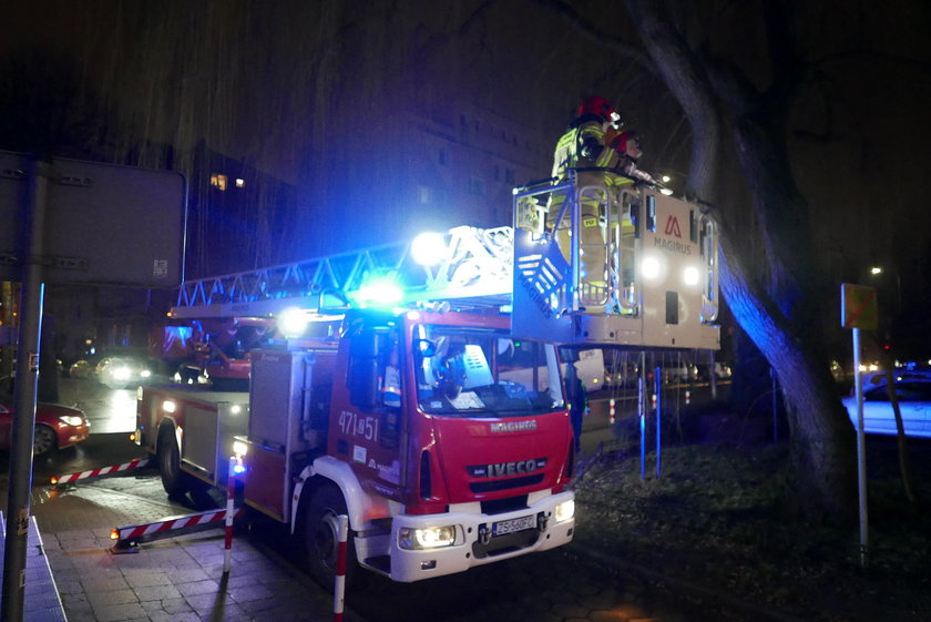 Niesforny kot Hubert ma areszt, bo wchodził na drzewo