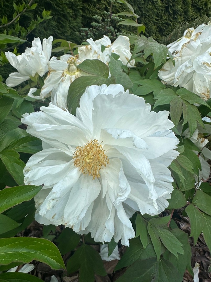 Piwonii drzewiastej nie należy przycinać, jedynie przewitłe kwiaty.