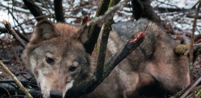 Naukowiec ocalił wilczycę uwięzioną w sidłach