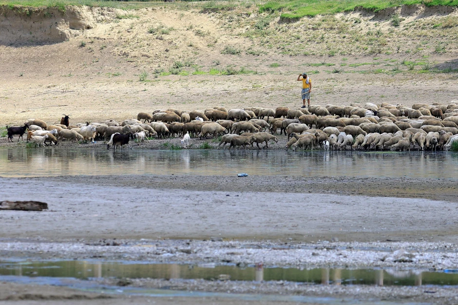 Pastir sa ovcama i kozama na obali Dunava u selu Rasova, u blizini nuklearne elektrane Černovode | Foto: Robert Ghement/EPA/Shutterstock