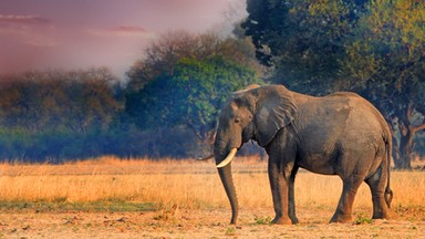 Tanzania: aresztowano kłusownika, który zgromadził kły lub części kłów 117 słoni