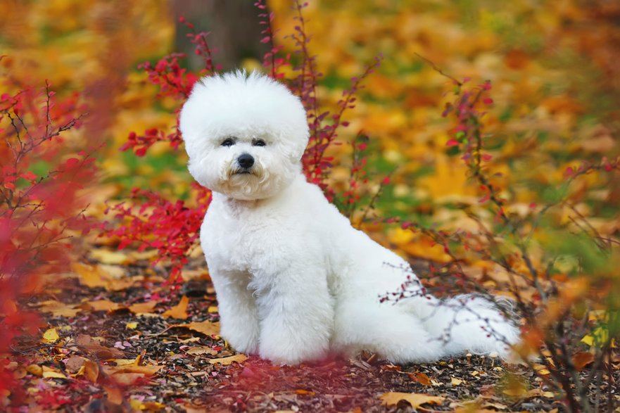 Bichon frise -  Eudyptula/stock.adobe.com