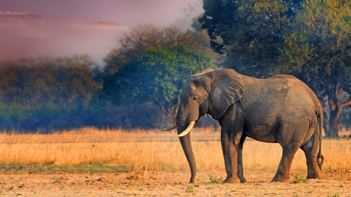 Słoń stratował na śmierć dwoje turystów z Europy w okolicach Wodospadów Wiktorii na południu Zambii - poinformował w niedzielę rzecznik zambijskiej policji.
