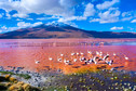 Laguna Colorada, Boliwia