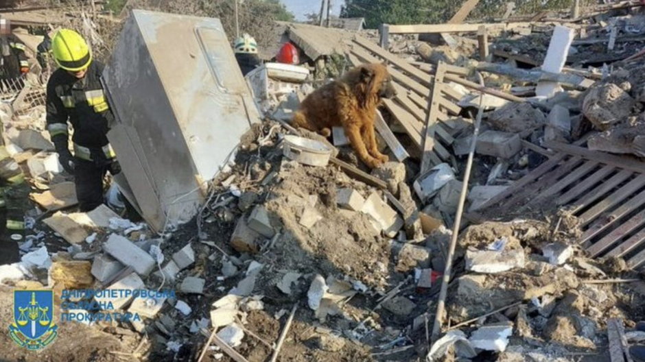 Pies pilnuje ciał uwięzionych pod ruinami