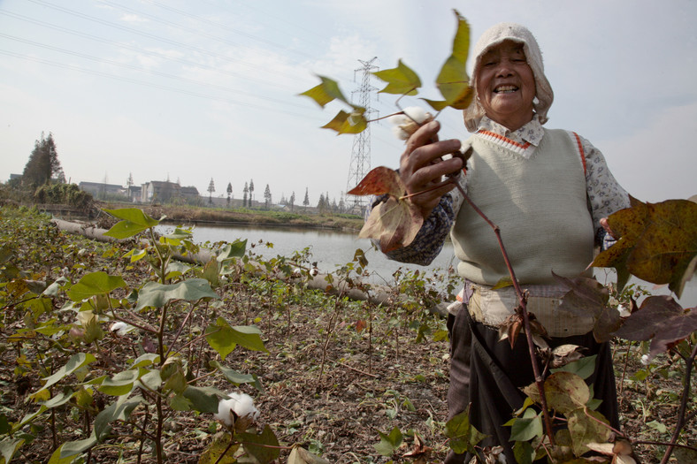 Chinka zbierająca bawełnę na przedmieściach Szanghaju