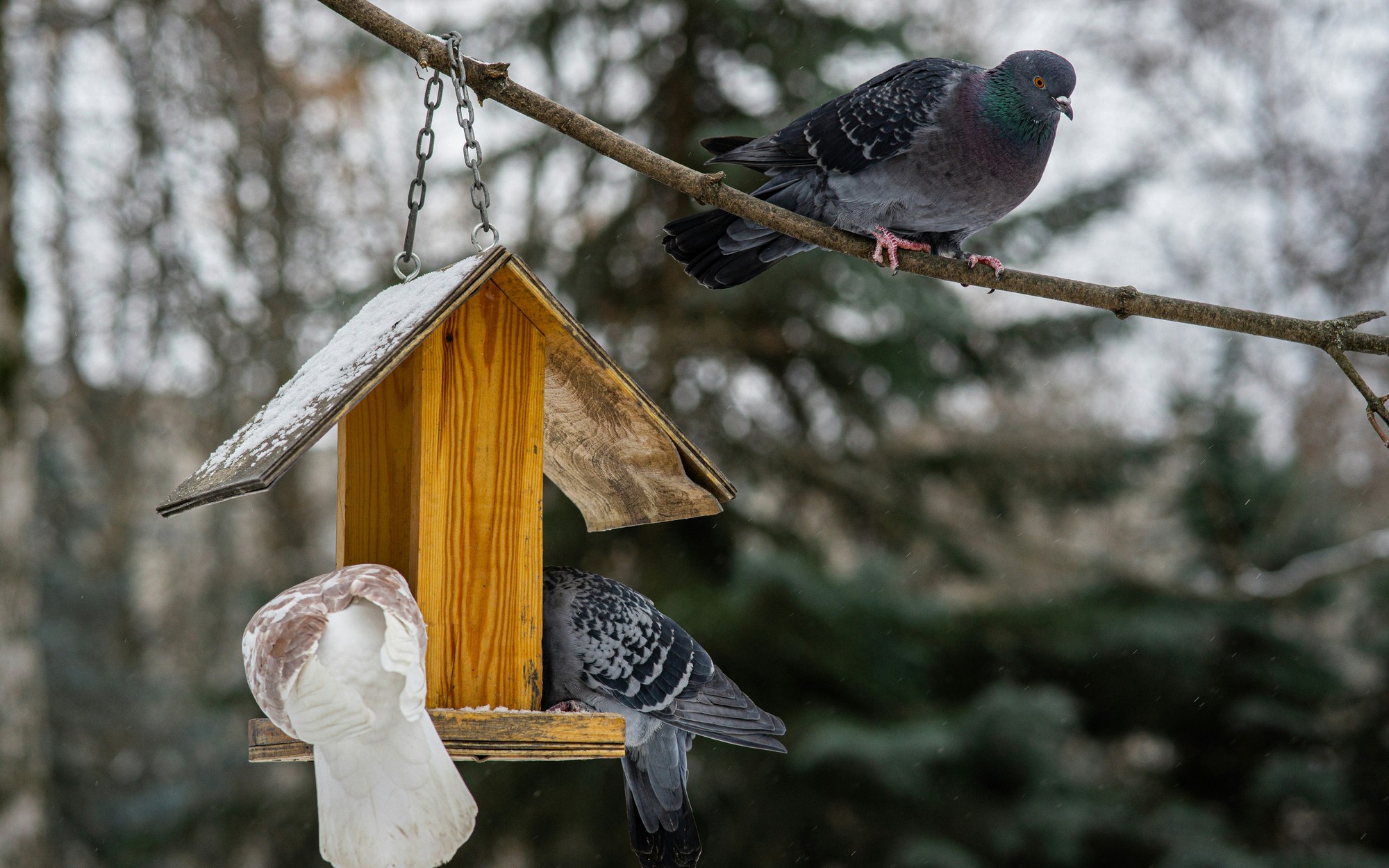 Prikrmovať môžete aj holuby.