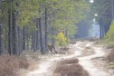 W tych pomorskich lasach możesz spotkać łosie, a nawet wilki