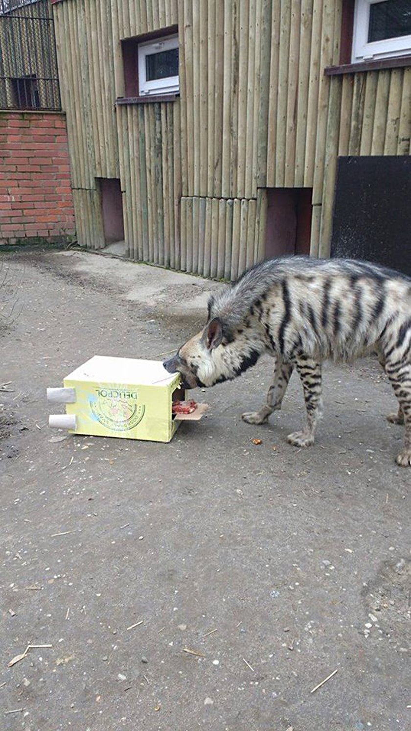 Zajączek przyszedł do zwierząt w chorzowskim Zoo