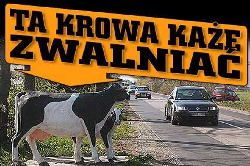 Ta krowa każe zwalniać!