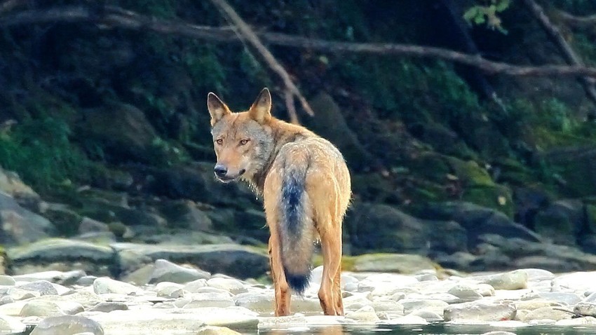 Vukovi smanjuju populaciju jelena i divljih svinja, a takođe pomažu u suzbijanju bolesti, kažu borci za zaštitu divljih životinja | Foto: Jozef Fiala, Arolla Film, Slovakia