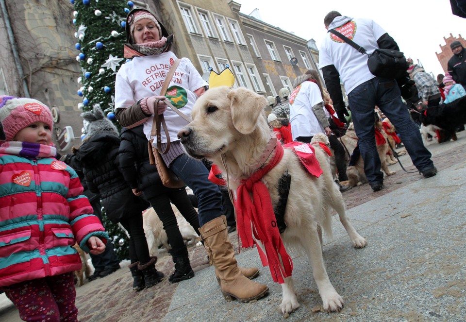 Czworonożni wolontariusze WOŚP