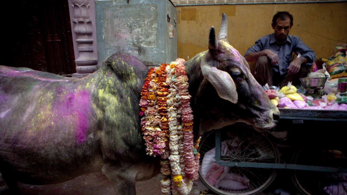 W Indiach z nabożną czcią traktowane krowy, na Bliskim Wschodzie świnie są uosobieniem wszystkiego co najgorsze