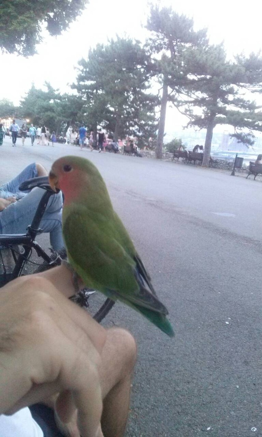 "Šetnja" po Kalemegdanu