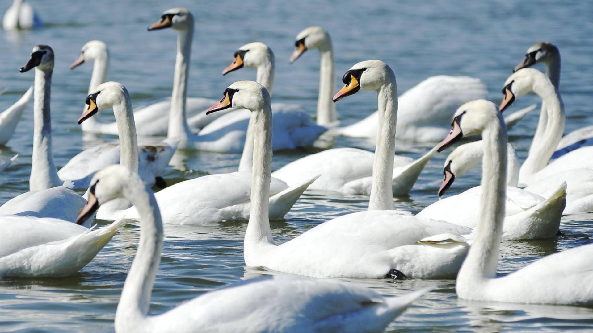 Presušilo najveće slano jezero u Srbiji