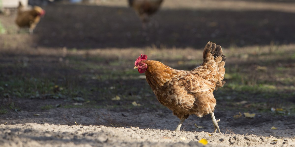 W województwie lubelskim odnotowano ogniska wysoko patogennego wirusa ptasiej grypy. Od najbliższej niedzieli wprowadzone zostaną tymczasowe ograniczenia dotyczące wwozu na Białoruś m.in. żywego drobiu, jajek i zwierząt dzikich.