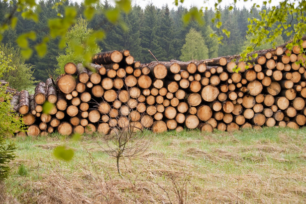 Nowelizacja ustawy o lasach przewiduje, że PGL Lasy Państwowe w latach 2014-2015 wpłacą do budżetu po 800 mln zł rocznie.