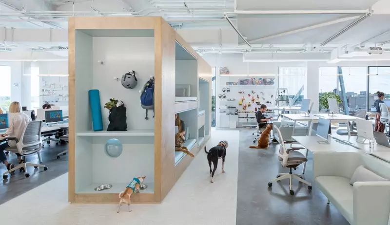 Bark biuro zaprojektowane z myślą o psach