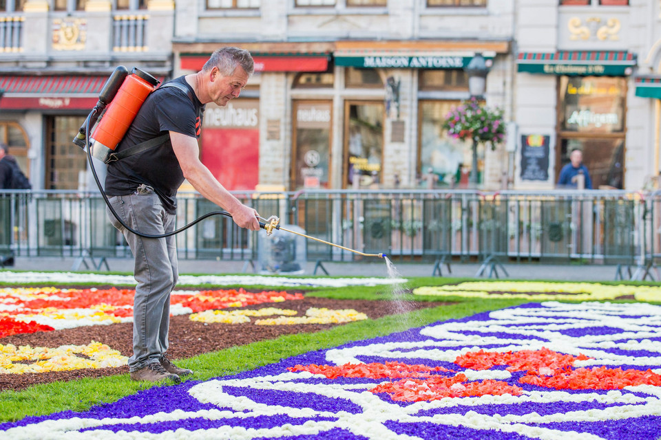 BELGIUM FLOWER CARPET (20th edition of the Flower Carpet in Brussels)