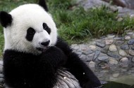 panda wielka