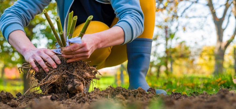 Kiedy wykopać dalie jesienią? Sposób przechowywania bulw ma znaczenie