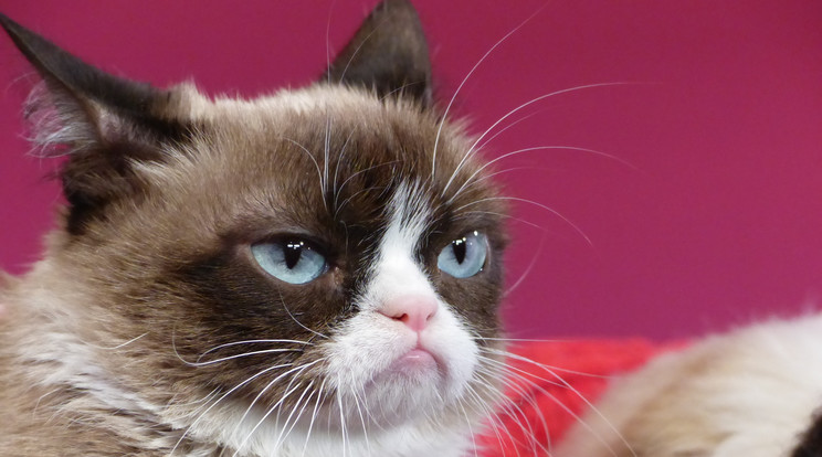 Grumpy Cat morcosságáról lett híres /Fotó: AFP