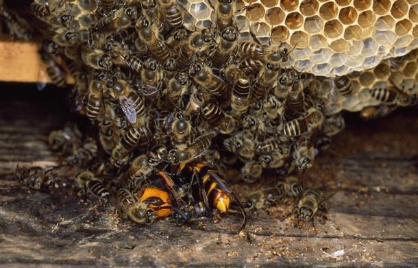 Pszczoła miodna (Apis mellifera). 