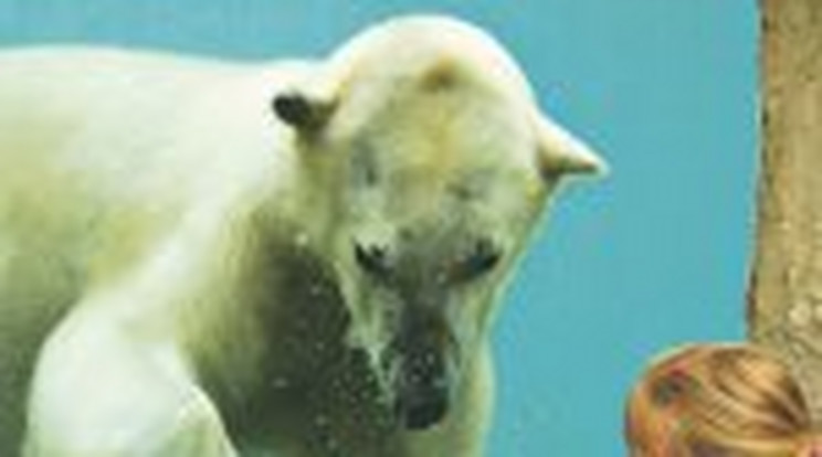 Yorek, a műugró jegesmedve