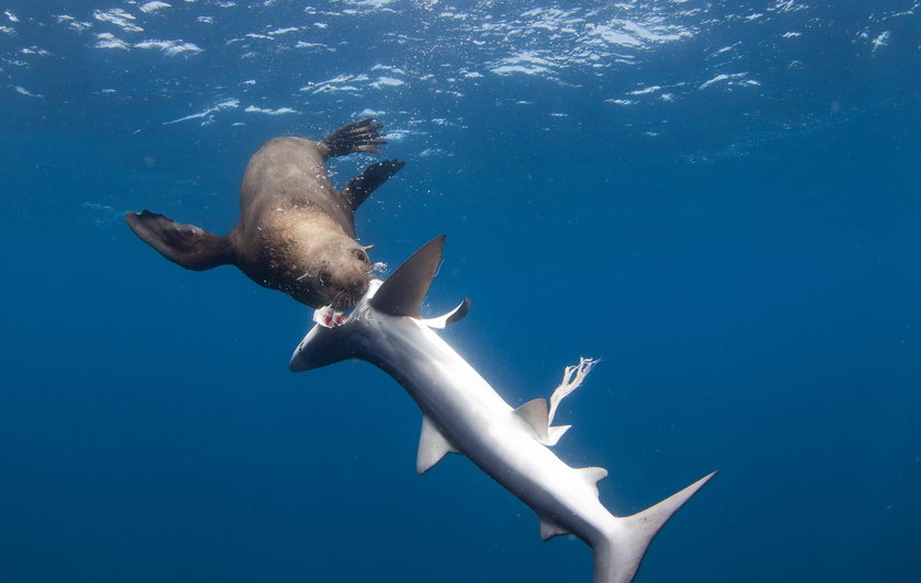 Atak rekina: zasadzka na turystów. Jak uchronić się przed atakiem drapieżnika?