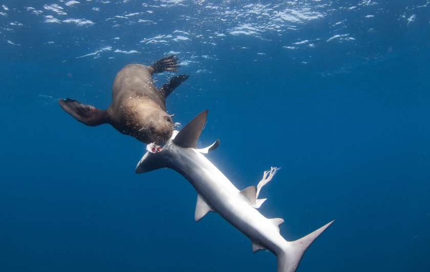 Seria „Tydzień z rekinami" na Nat Geo Wild