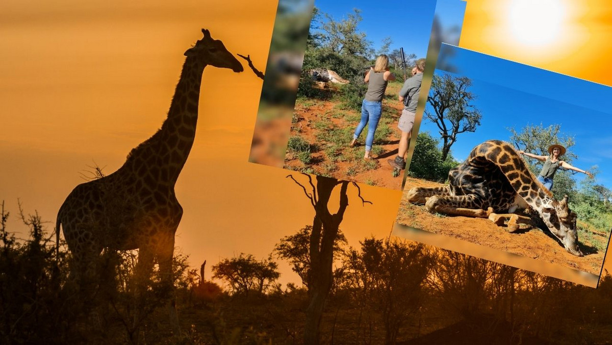 RPA. Kobieta zastrzeliła żyrafę. To był "prezent walentynkowy od męża"